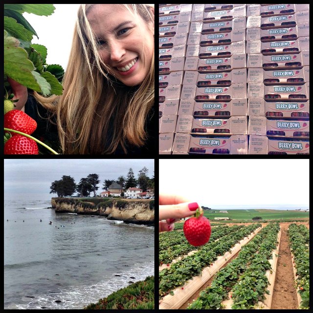 Strawberry Farm Collage