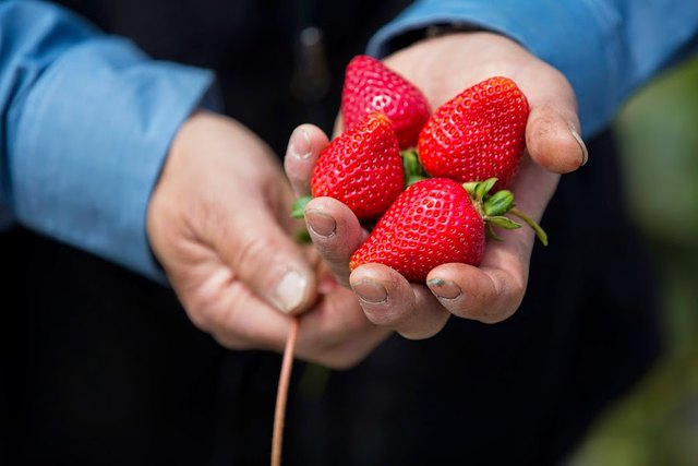 Handful of Strawberries