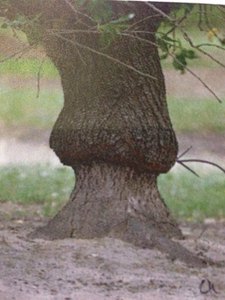 That's a peach tree root on the bottom with an almond tree growing right out!